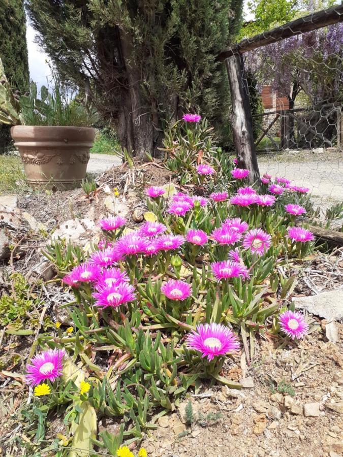 Borgo De' Muracci Ribolla Buitenkant foto